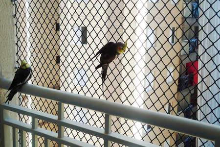 Telas de Proteção para Varandas